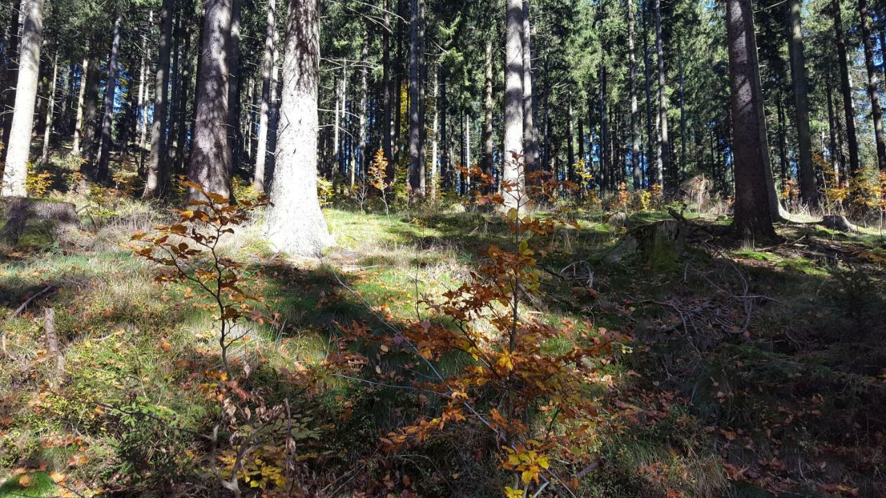 Ferienhaus Bergidylle Winterberg Zewnętrze zdjęcie